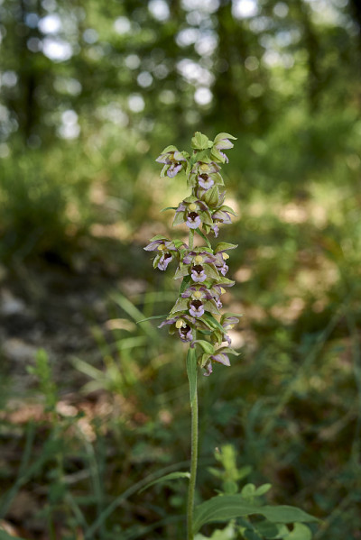 Helleborine epiipactis盛开