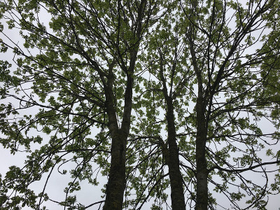 白蜡(Fraxinus excelsior)树- 2018年5月