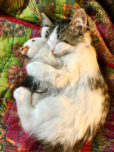 小猫拿着鼠标