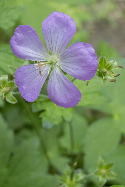 伯克夏野生天竺葵花