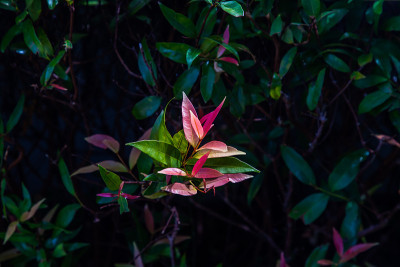 红叶石楠属植物石楠。花朵的叶子被举起来接受清晨柔和的阳光。