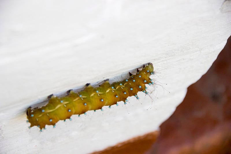 土星pyri catterpillar