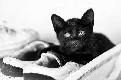 小黑猫在鞋子上。
