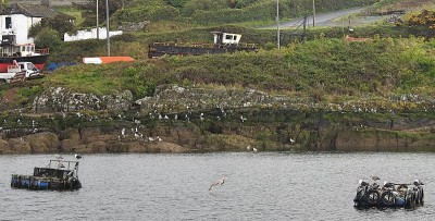 海鸥栖息在木筏上