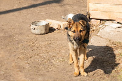 狗动物收容所，瘦骨嶙峋的德国牧羊犬拴在链子上