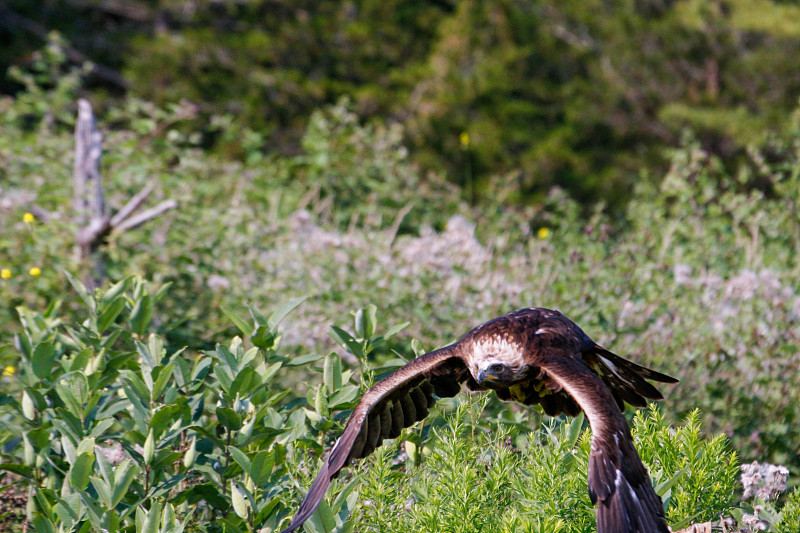 Series of photos showing a golden eagle taking off