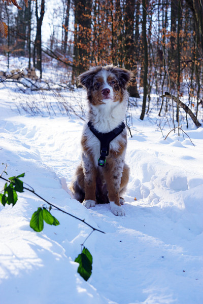 狗狗小狗冬天的雪
