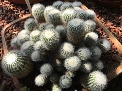 花和植物在温室或热带房子在植物园圣加尔，圣加伦-瑞士