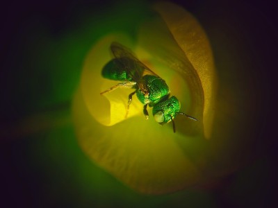大的蜜蜂