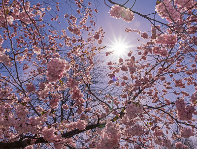 樱花