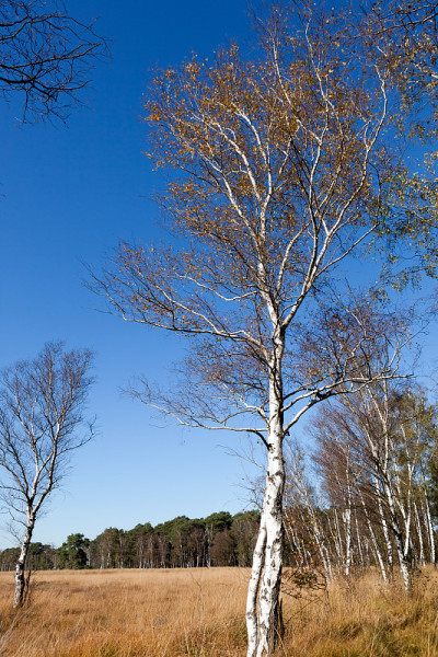 Birchwood