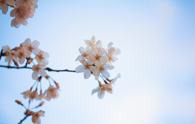 吉野樱花盛开，天空湛蓝