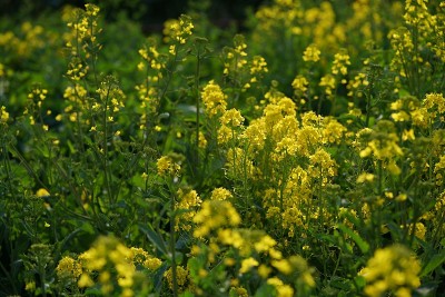 油菜