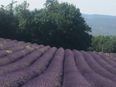 薰衣草花田