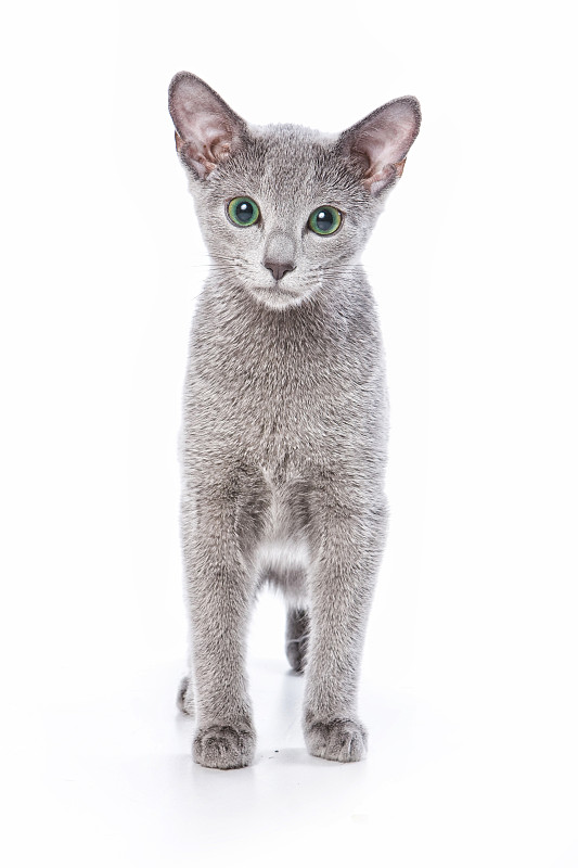 俄罗斯蓝猫小猫(孤立的白色)