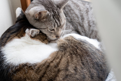 两只猫