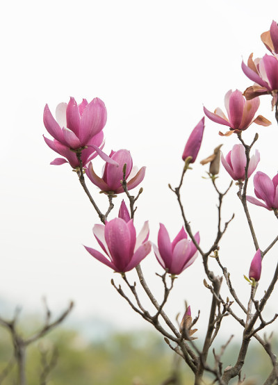 玉兰花