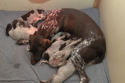 德国短毛犬幼犬