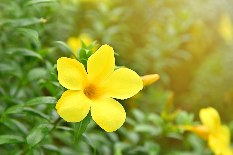 花园里的金色喇叭花。