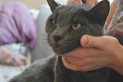 爱抚着一只俄罗斯蓝猫