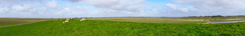 全景羊在草地Westerhever德国