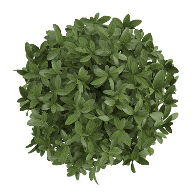 Plant bush top isolated