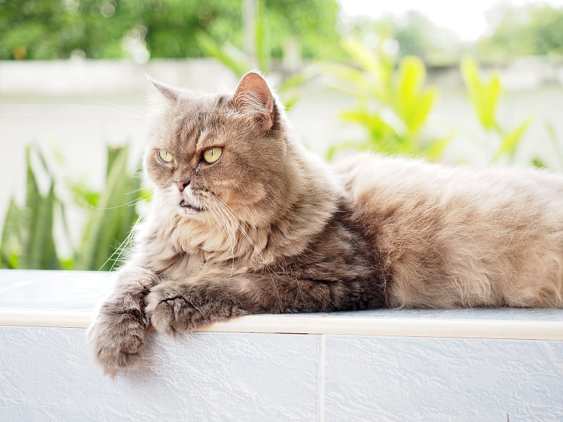 黄色的眼睛从灰色的老波斯猫看着