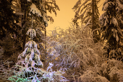 华盛顿经历了一场破纪录的暴风雪后，树木被雪覆盖