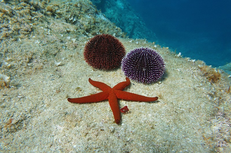 水下的地中海红海星和海胆