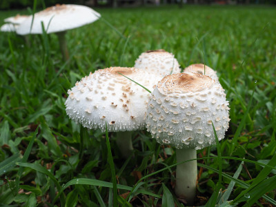 有毒蘑菇，有毒蘑菇，生长在草地上
