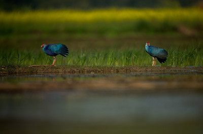 紫色swamphen