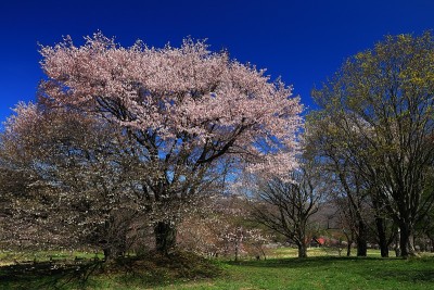 蓝天和樱花