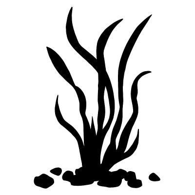 海苔;石头