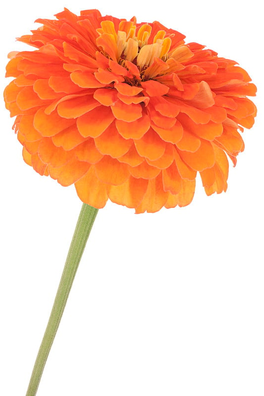 zinnia