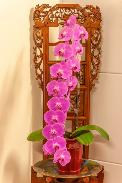 兰花