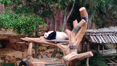 熊猫睡觉
