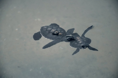 little kids turtles swim in the pool, underwater w