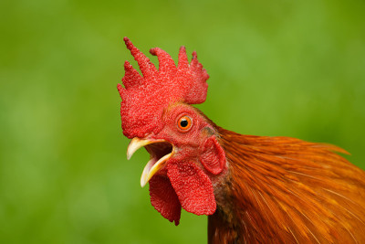 红原鸡:红原鸡科的热带鸟类。它是家鸡(Gallus Gallus domesticus)的主要祖先。