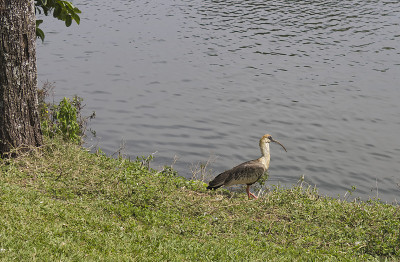 巴西圣保罗的Ibirapuera