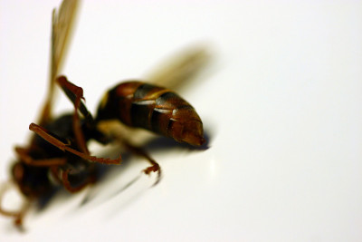 死蜂