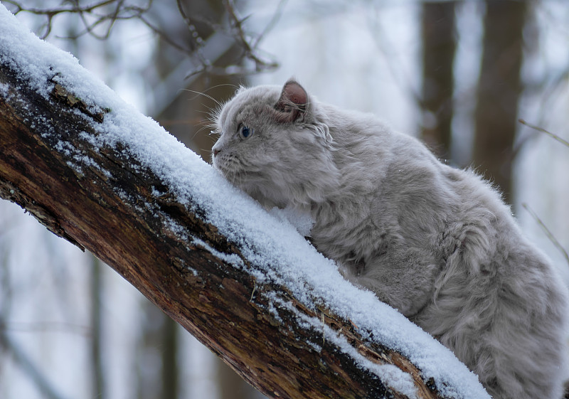 森林里的一只猫爬上了一根白雪覆盖的树干。冬天森林里毛茸茸的猫。