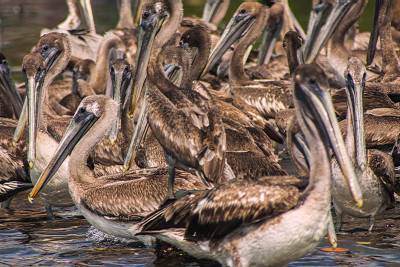 Pelicanos