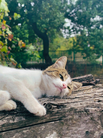 秋天的一只猫的肖像