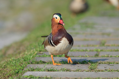 鸳鸯