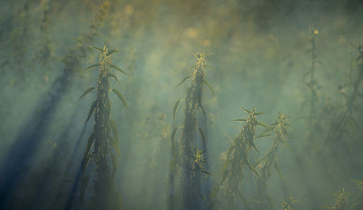 阳光普照的夏日碧绿草地上高高的草地