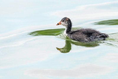 欧亚白骨鸡(Fulica atra)游泳
