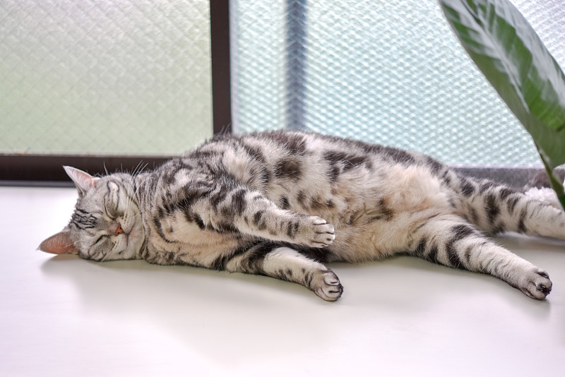 猫在打盹