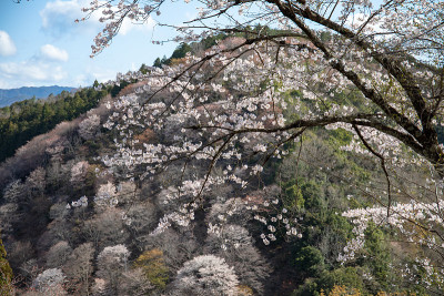 吉野山的樱花