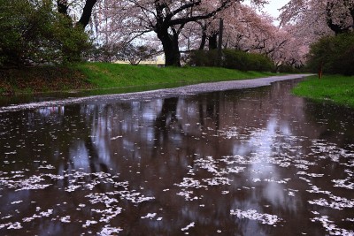 雨后一排樱花树