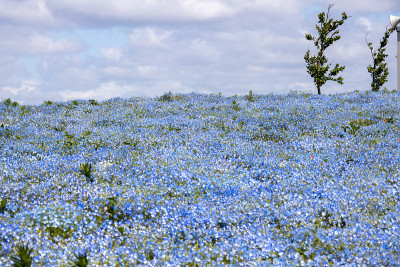 希尔的nemophila